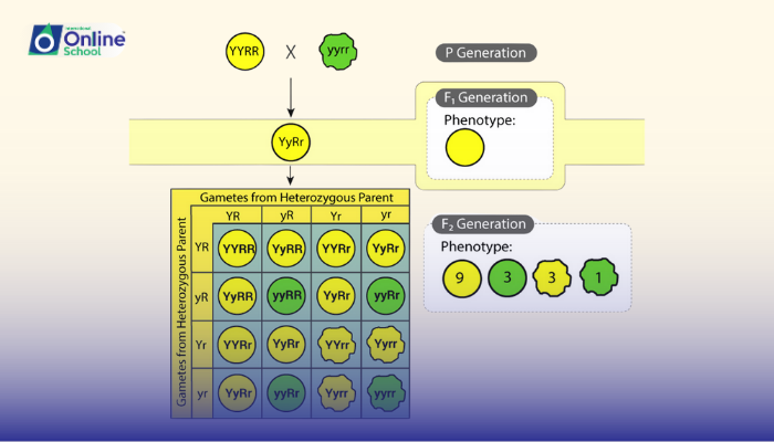 Lesson 02: Explanation of the Law of Independent Assortment